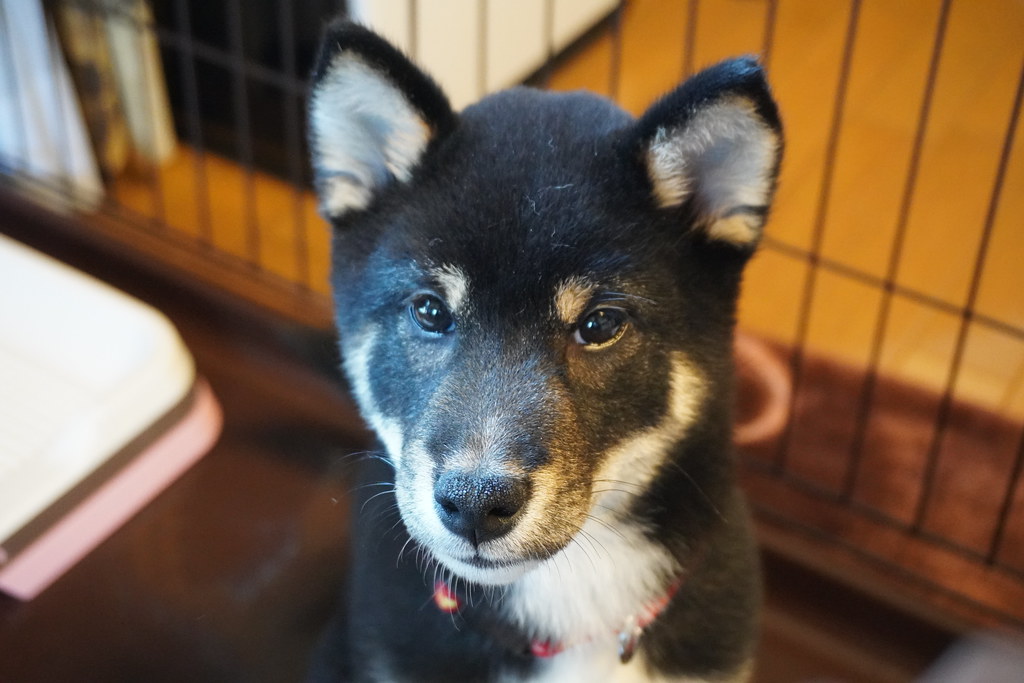 柴犬のそら