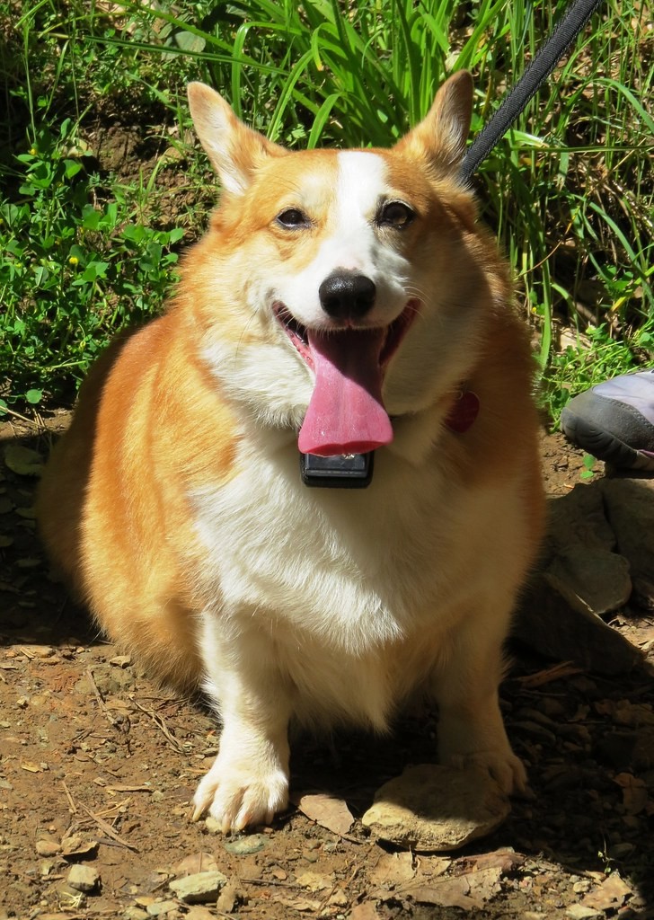 うれしそうな犬