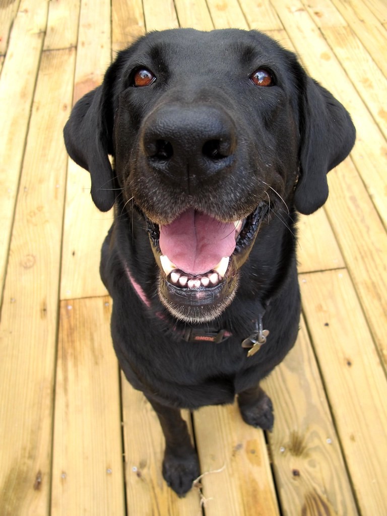 笑顔でこちらを見上げる犬